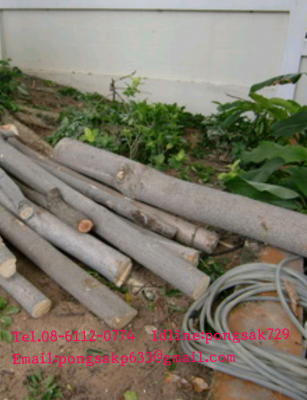 .รับงานตัดหญ้า  -ตัดต้นไม้ -ตัดแต่งกิ่งไม้ทุกชนิด เคลียร์พื้นที่รกร้างต่างๆ