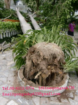 .รับงานตัดหญ้า  -ตัดต้นไม้ -ตัดแต่งกิ่งไม้ทุกชนิด เคลียร์พื้นที่รกร้างต่างๆ