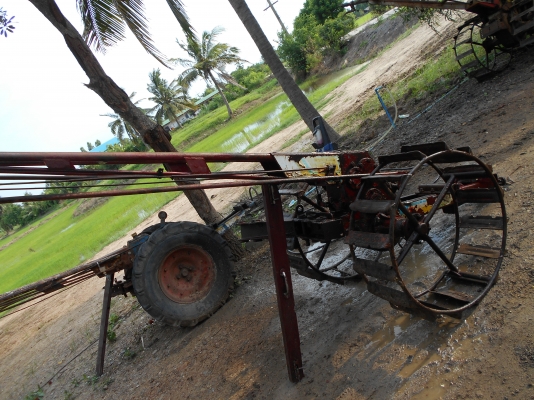 ขายตัวกะทิงแดงตัวดีพร้อมใช้ครับ ขายตัวกะทิงแดงตัวดีพร้อมใช้ครับ