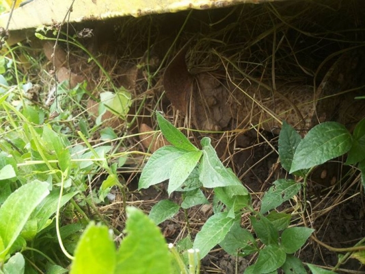 ขายตามสภาพ โลตารี่ 1.75 ใช้งานได้ปกติ ขายตามสภาพ โลตารี่ 1.75 ใช้งานได้ปกติ