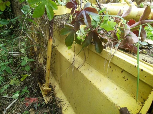 ขายตามสภาพ โลตารี่ 1.75 ใช้งานได้ปกติ ขายตามสภาพ โลตารี่ 1.75 ใช้งานได้ปกติ