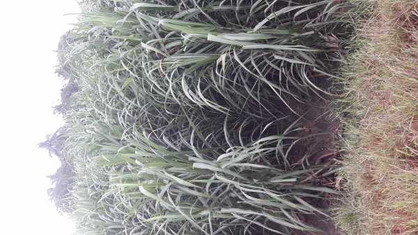 ขายพันธุ์อ้อย kpk 9851 ขายพันธุ์อ้อย kpk 9851