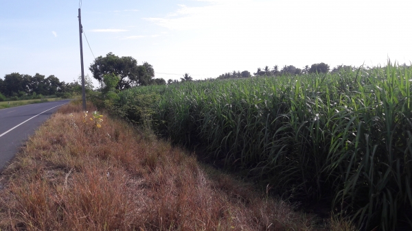 ขายพันธุ์อ้อย kpk 9851 ขายพันธุ์อ้อย kpk 9851