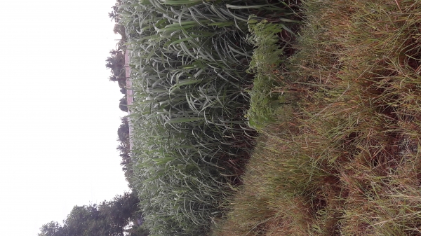 ขายพันธุ์อ้อย kpk 9851 ขายพันธุ์อ้อย kpk 9851