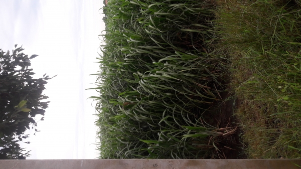 ขายพันธุ์อ้อย kpk 9851 ขายพันธุ์อ้อย kpk 9851