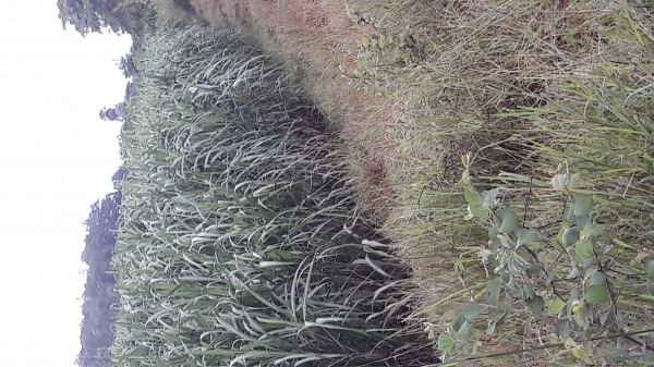 ขายพันธุ์อ้อย kpk 9851