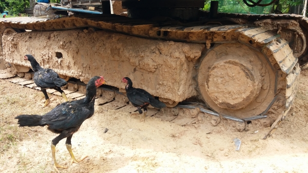 ขาย 345,000 KOBELCO sk 60-2 เครื่องดี ปั้มแรง เอวแน่น ช่วงล่างดี เอกสารอินวอยทร์  รถอยู่ นางรอง บุรีรัมย์ 090-772-3710 090-772-3708