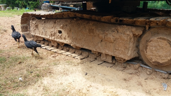 ขาย 345,000 KOBELCO sk 60-2 เครื่องดี ปั้มแรง เอวแน่น ช่วงล่างดี เอกสารอินวอยทร์  รถอยู่ นางรอง บุรีรัมย์ 090-772-3710 090-772-3708