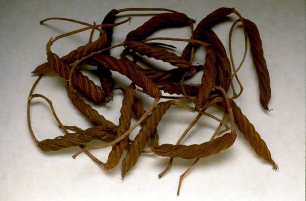 ขายปอกะบิดสมุนไพรราคาถูก