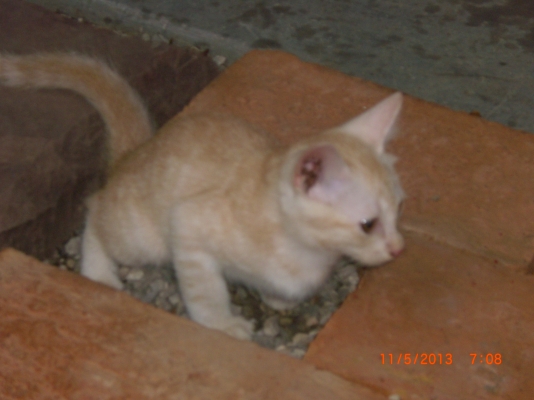 แมวลูกผสมเปอร์เซียร์ พร้อมลูก อีก10 ตัว อายุ 1-4 เดือน รวม 11 ตัว เจ้าของจะไปนอก