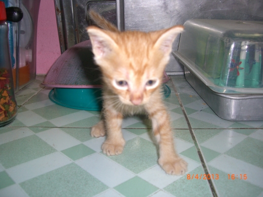 แมวลูกผสมเปอร์เซียร์ พร้อมลูก อีก10 ตัว อายุ 1-4 เดือน รวม 11 ตัว เจ้าของจะไปนอก