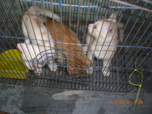 แมวลูกผสมเปอร์เซียร์ พร้อมลูก อีก10 ตัว อายุ 1-4 เดือน รวม 11 ตัว เจ้าของจะไปนอก