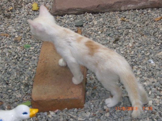 แมวลูกผสมเปอร์เซียร์ พร้อมลูก อีก10 ตัว อายุ 1-4 เดือน รวม 11 ตัว เจ้าของจะไปนอก