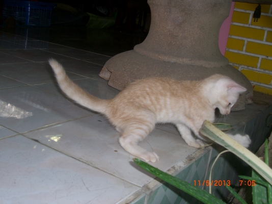 แมวลูกผสมเปอร์เซียร์ พร้อมลูก อีก10 ตัว อายุ 1-4 เดือน รวม 11 ตัว เจ้าของจะไปนอก