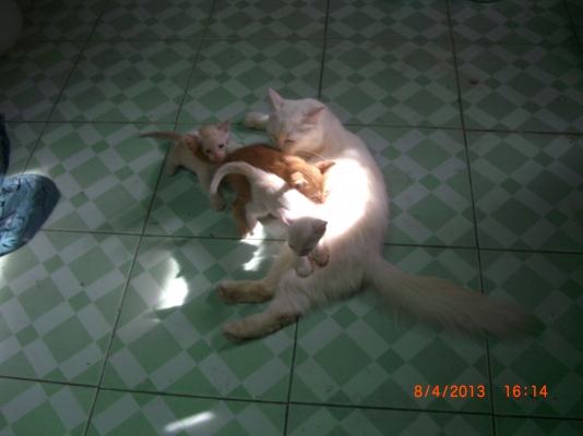 แมวลูกผสมเปอร์เซียร์ พร้อมลูก อีก10 ตัว อายุ 1-4 เดือน รวม 11 ตัว เจ้าของจะไปนอก