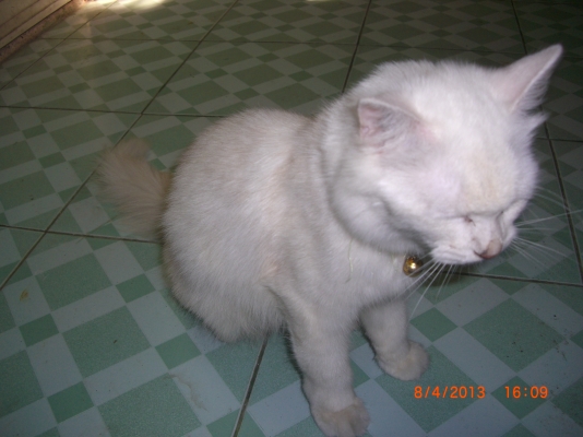 แมวลูกผสมเปอร์เซียร์ พร้อมลูก อีก10 ตัว อายุ 1-4 เดือน รวม 11 ตัว เจ้าของจะไปนอก