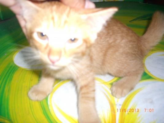 แมวลูกผสมเปอร์เซียร์ พร้อมลูก อีก10 ตัว อายุ 1-4 เดือน รวม 11 ตัว เจ้าของจะไปนอก