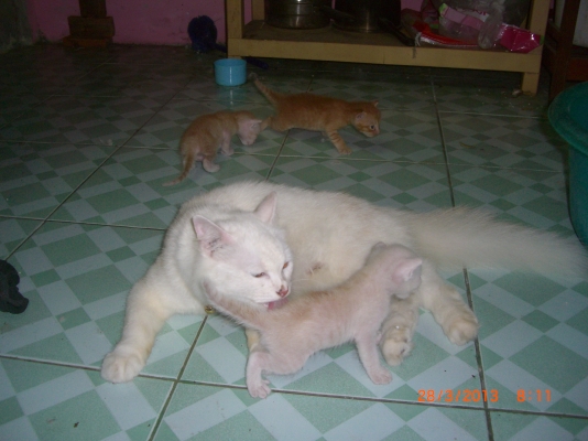 แมวลูกผสมเปอร์เซียร์ พร้อมลูก อีก10 ตัว อายุ 1-4 เดือน รวม 11 ตัว เจ้าของจะไปนอก