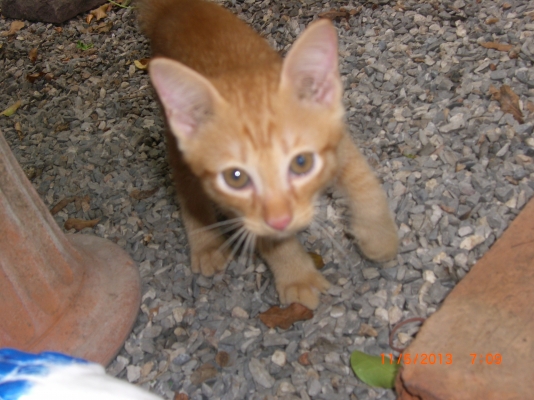 แมวลูกผสมเปอร์เซียร์ พร้อมลูก อีก10 ตัว อายุ 1-4 เดือน รวม 11 ตัว เจ้าของจะไปนอก