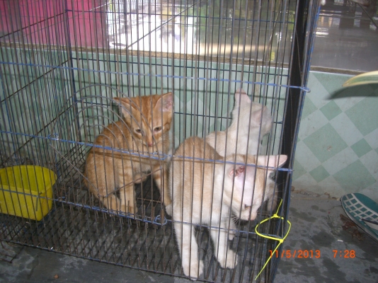 แมวลูกผสมเปอร์เซียร์ พร้อมลูก อีก10 ตัว อายุ 1-4 เดือน รวม 11 ตัว เจ้าของจะไปนอก