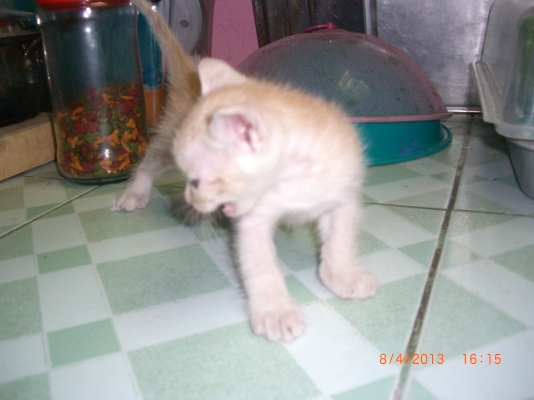 แมวลูกผสมเปอร์เซียร์ พร้อมลูก อีก10 ตัว อายุ 1-4 เดือน รวม 11 ตัว เจ้าของจะไปนอก