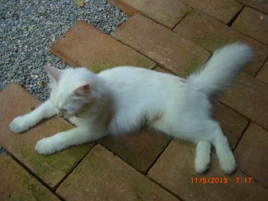 แมวลูกผสมเปอร์เซียร์ พร้อมลูก อีก10 ตัว อายุ 1-4 เดือน รวม 11 ตัว เจ้าของจะไปนอก