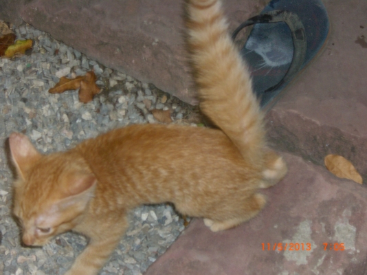 แมวลูกผสมเปอร์เซียร์ พร้อมลูก อีก10 ตัว อายุ 1-4 เดือน รวม 11 ตัว เจ้าของจะไปนอก