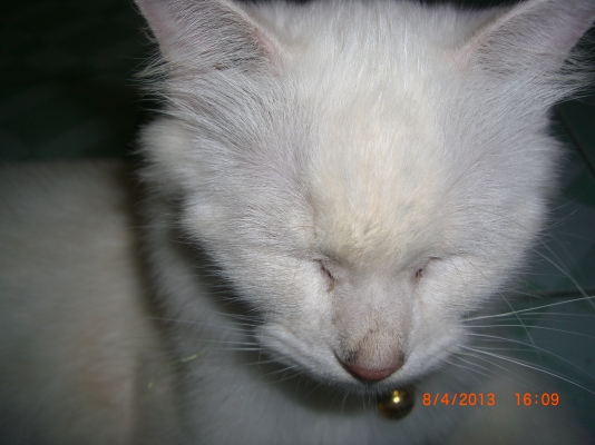 แมวลูกผสมเปอร์เซียร์ พร้อมลูก อีก10 ตัว อายุ 1-4 เดือน รวม 11 ตัว เจ้าของจะไปนอก