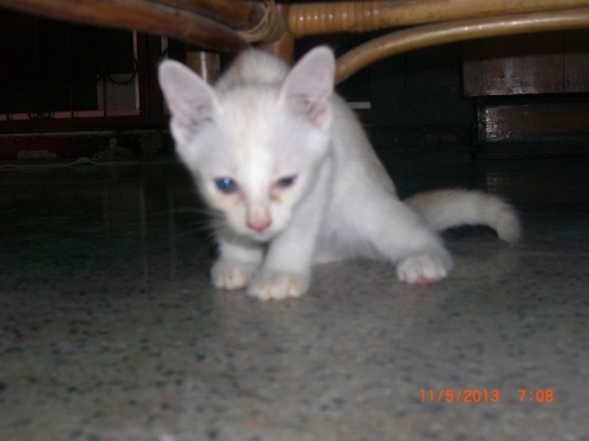 แมวลูกผสมเปอร์เซียร์ พร้อมลูก อีก10 ตัว อายุ 1-4 เดือน รวม 11 ตัว เจ้าของจะไปนอก