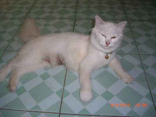 แมวลูกผสมเปอร์เซียร์ พร้อมลูก อีก10 ตัว อายุ 1-4 เดือน รวม 11 ตัว เจ้าของจะไปนอก