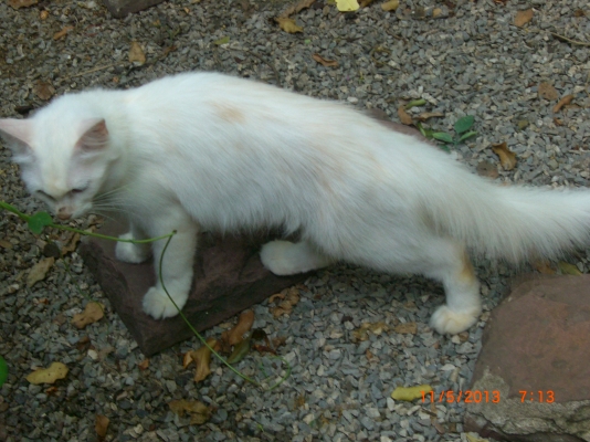 แมวลูกผสมเปอร์เซียร์ พร้อมลูก อีก10 ตัว อายุ 1-4 เดือน รวม 11 ตัว เจ้าของจะไปนอก