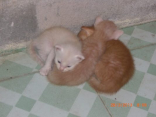 แมวลูกผสมเปอร์เซียร์ พร้อมลูก อีก10 ตัว อายุ 1-4 เดือน รวม 11 ตัว เจ้าของจะไปนอก