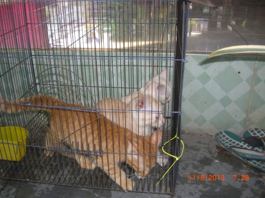 แมวลูกผสมเปอร์เซียร์ พร้อมลูก อีก10 ตัว อายุ 1-4 เดือน รวม 11 ตัว เจ้าของจะไปนอก