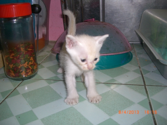 แมวลูกผสมเปอร์เซียร์ พร้อมลูก อีก10 ตัว อายุ 1-4 เดือน รวม 11 ตัว เจ้าของจะไปนอก