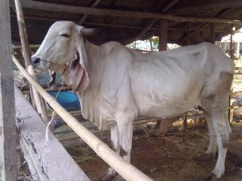 ขอนอกเรื่องหน่อยครับพี่เสือ