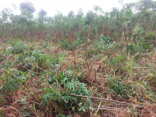 แจกต้นมัน ฟรี ฟรี พันธุ์ระยอง72 มาตัดเอาเองนะ จำนวนหลายหกล้ออยู่