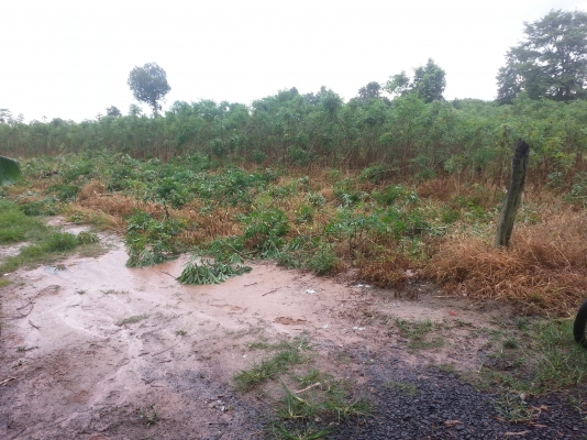 แจกต้นมัน ฟรี ฟรี พันธุ์ระยอง72 มาตัดเอาเองนะ จำนวนหลายหกล้ออยู่