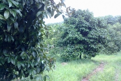 ขายสวนผลไม้ราคาถูก ประมาณ120ไร่ ด่วนปรับราคาลงอีก ขายสวนผลไม้ราคาถูก ประมาณ120ไร่ ด่วนปรับราคาลงอีก
