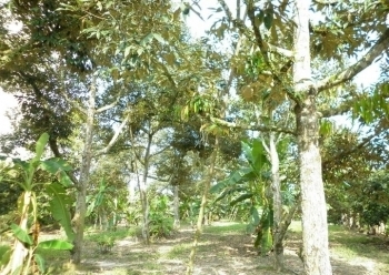 ขายสวนผลไม้ราคาถูก ประมาณ120ไร่ ด่วนปรับราคาลงอีก ขายสวนผลไม้ราคาถูก ประมาณ120ไร่ ด่วนปรับราคาลงอีก