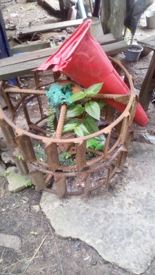 รถไถ้ดินตามยันมาร์11แรง