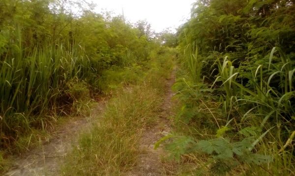 ขายที่ดิน ขายที่ดิน