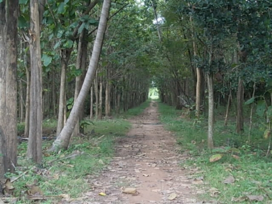 ขาย ที่นาและสวนป่า ไร่ละ 250,000 อยู่ที่ กม.18 และ กม.36 สายสุรินทร์-สังขะ จ.สุรินทร์