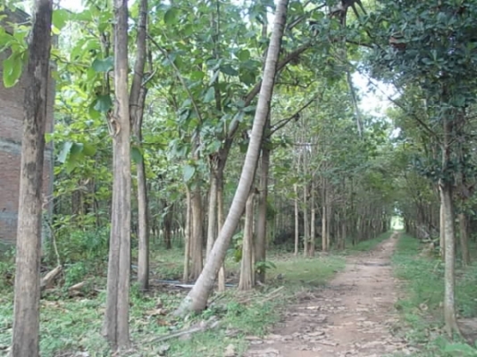 ขาย ที่นาและสวนป่า ไร่ละ 250,000 อยู่ที่ กม.18 และ กม.36 สายสุรินทร์-สังขะ จ.สุรินทร์