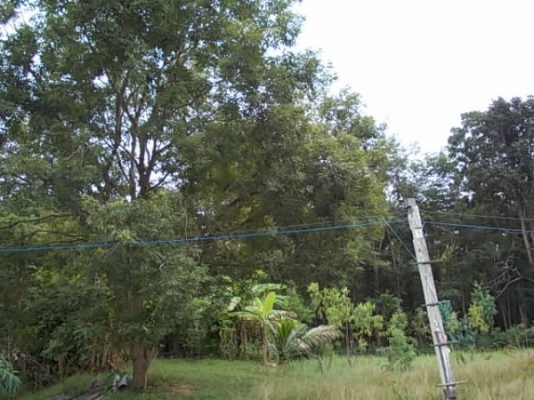 ขาย ที่นาและสวนป่า ไร่ละ 250,000 อยู่ที่ กม.18 และ กม.36 สายสุรินทร์-สังขะ จ.สุรินทร์