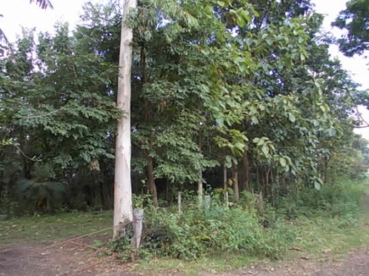 ขาย ที่นาและสวนป่า ไร่ละ 250,000 อยู่ที่ กม.18 และ กม.36 สายสุรินทร์-สังขะ จ.สุรินทร์