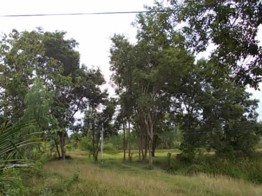 ขาย ที่นาและสวนป่า ไร่ละ 250,000 อยู่ที่ กม.18 และ กม.36 สายสุรินทร์-สังขะ จ.สุรินทร์