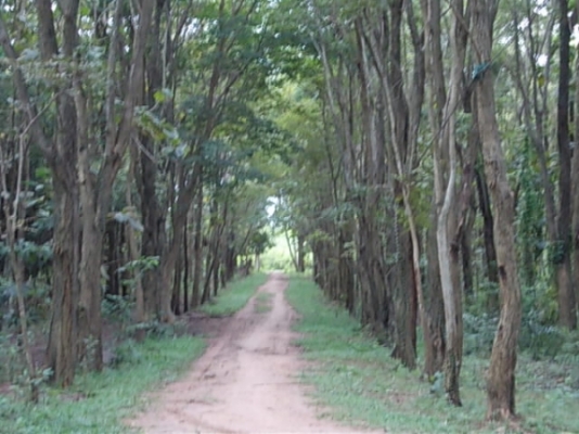 ขาย ที่นาและสวนป่า ไร่ละ 250,000 อยู่ที่ กม.18 และ กม.36 สายสุรินทร์-สังขะ จ.สุรินทร์