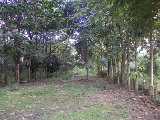 ขาย ที่นาและสวนป่า ไร่ละ 250,000 อยู่ที่ กม.18 และ กม.36 สายสุรินทร์-สังขะ จ.สุรินทร์