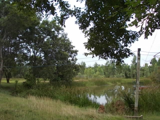 ขาย ที่นาและสวนป่า ไร่ละ 250,000 อยู่ที่ กม.18 และ กม.36 สายสุรินทร์-สังขะ จ.สุรินทร์