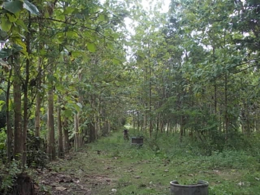 ขาย ที่นาและสวนป่า ไร่ละ 250,000 อยู่ที่ กม.18 และ กม.36 สายสุรินทร์-สังขะ จ.สุรินทร์